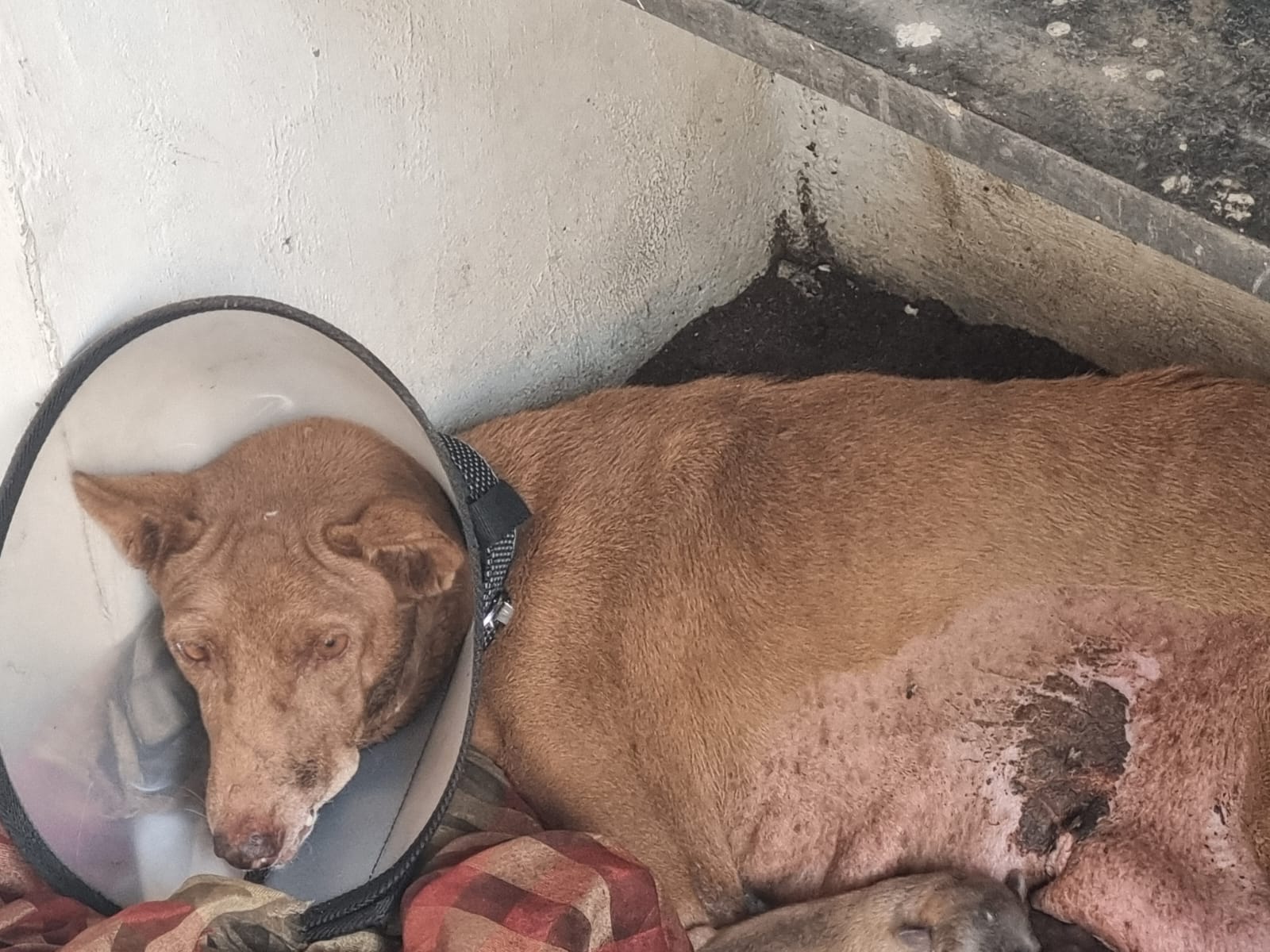 Post-op treatment